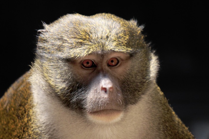 monkey xtc pill