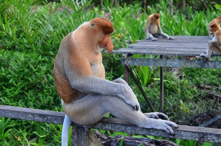 monkey xtc pill