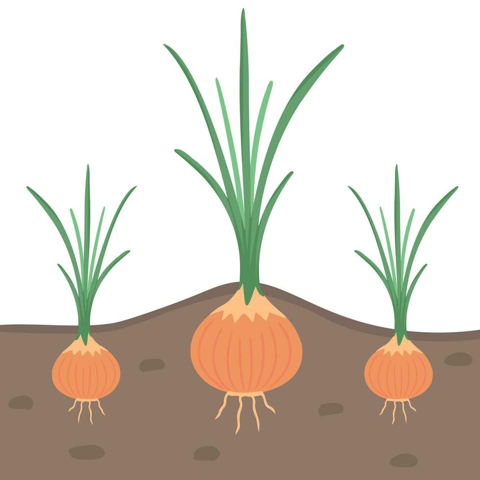 onion websites for credit cards